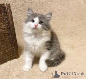 Zdjęcie №3. Schattige Noorse Boskatten Kittens zoeken een nieuw thuis.. Belgia