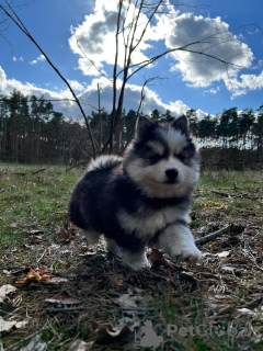 Dodatkowe zdjęcia: Pomsky przez Pomeranian i Husky