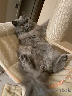 Zdjęcie №1. kot brytyjski długowłosy - na sprzedaż w Aizlingen | 2392zł | Zapowiedź № 158830