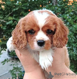 Zdjęcie №1. cavalier king charles spaniel - na sprzedaż w Чита | 5157zł | Zapowiedź №69410