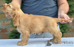 Dodatkowe zdjęcia: Cocker spaniel angielski, piesek