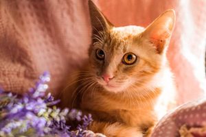 Zdjęcie №3. Czerwony kotek. Federacja Rosyjska
