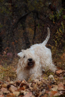 Zdjęcie №3. Szczenięta Irlandzki Soft Coated Wheaten Terrier.. Federacja Rosyjska