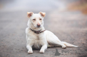 Zdjęcie №1. pies nierasowy - na sprzedaż w Москва | Bezpłatny | Zapowiedź №22503
