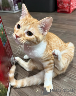 Zdjęcie №2 do zapowiedźy № 150614 na sprzedaż  kot domowy - wkupić się Niemcy ze schronu, hodowca