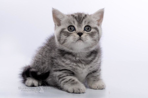 Zdjęcie №2 do zapowiedźy № 4990 na sprzedaż  kot brytyjski krótkowłosy - wkupić się Białoruś od żłobka, hodowca