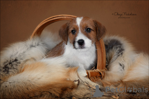 Zdjęcie №4. Sprzedam jack russell terrier w Petersburg. od żłobka - cena - 2599zł