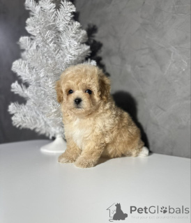 Zdjęcie №3. Sprzedany. Dziękujemy za zainteresowanie. Skontaktuj się z firmą WhatsApp. Finlandia