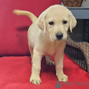 Zdjęcie №1. labrador retriever - na sprzedaż w Berlin | 2870zł | Zapowiedź №176362