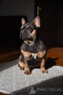 Zdjęcie №2 do zapowiedźy № 134941 na sprzedaż  buldog francuski - wkupić się Serbia hodowca