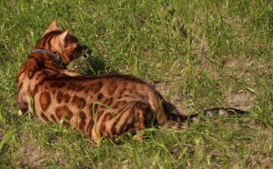 Zdjęcie №3. Elegancki złoty Bengalski facet w sprzedaży. Doskonałe dane rasy i jasność. Federacja Rosyjska