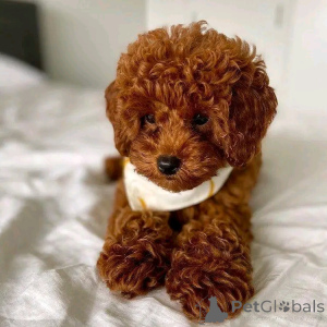 Zdjęcie №2 do zapowiedźy № 161533 na sprzedaż  pudel (zabawka) - wkupić się Niemcy ze schronu, hodowca