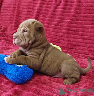 Zdjęcie №3. Dzieci Shar Pei. Federacja Rosyjska