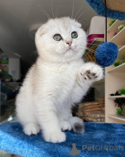 Zdjęcie №1. scottish fold - na sprzedaż w Monachium | negocjowane | Zapowiedź № 165013