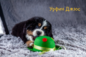 Zdjęcie №2 do zapowiedźy № 1981 na sprzedaż  berneński pies pasterski - wkupić się Federacja Rosyjska prywatne ogłoszenie