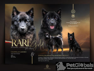 Zdjęcie №4. Sprzedam  w Nysa. hodowca - cena - negocjowane