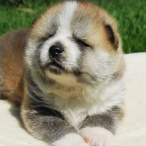 Zdjęcie №2 do zapowiedźy № 4158 na sprzedaż  akita (rasa psa) - wkupić się Ukraina hodowca