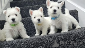 Zdjęcie №1. west highland white terrier - na sprzedaż w Stockholm | negocjowane | Zapowiedź №96310