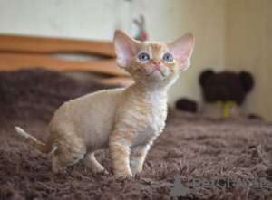 Zdjęcie №3. Devon Rex Kittens na sprzedaż na całym świecie. USA
