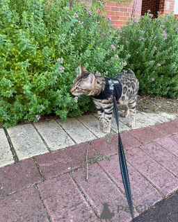 Zdjęcie №2 do zapowiedźy № 152776 na sprzedaż  kot bengalski - wkupić się Francja prywatne ogłoszenie