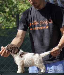 Zdjęcie №3. Szczenięta Lagotto Romagnolo. Serbia