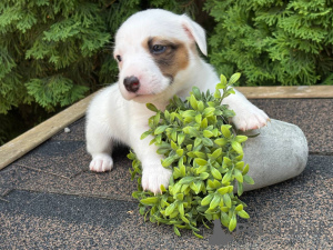 Zdjęcie №2 do zapowiedźy № 147827 na sprzedaż  jack russell terrier - wkupić się Federacja Rosyjska prywatne ogłoszenie
