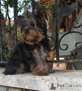 Zdjęcie №1. yorkshire terrier - na sprzedaż w Balikesir | 1854zł | Zapowiedź №159184
