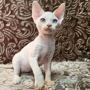 Zdjęcie №1. devon rex - na sprzedaż w Hannover | 1196zł | Zapowiedź № 156670