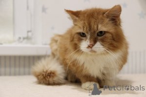 Zdjęcie №4. Sprzedam  w Mińsk. ze schronu - cena - Bezpłatny