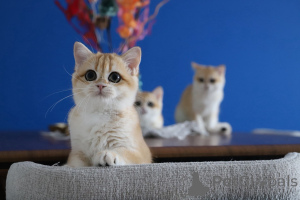 Zdjęcie №1. kot brytyjski krótkowłosy - na sprzedaż w Stambuł | 10165zł | Zapowiedź № 153755