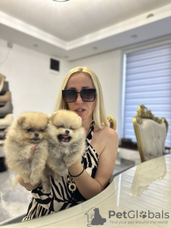 Zdjęcie №3. Pomeranian szczenięta. Serbia