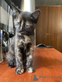 Zdjęcie №4. Sprzedam  w Rzeka Moskwa. prywatne ogłoszenie - cena - Bezpłatny