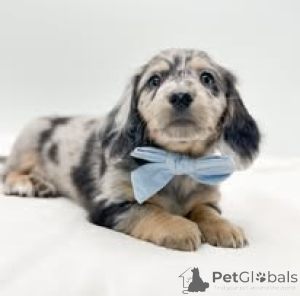 Zdjęcie №4. Sprzedam jamnik w Amsterdam. prywatne ogłoszenie, hodowca - cena - 3348zł