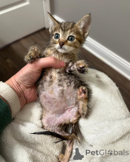 Zdjęcie №2 do zapowiedźy № 150616 na sprzedaż  kot bengalski - wkupić się Niemcy ze schronu, hodowca