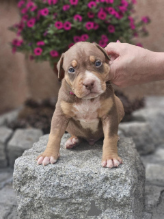 Zdjęcie №1. american bully - na sprzedaż w Sremska Mitrovica | negocjowane | Zapowiedź №140709