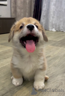 Zdjęcie №4. Sprzedam pies nierasowy w Irkuck. od żłobka, hodowca - cena - 3094zł