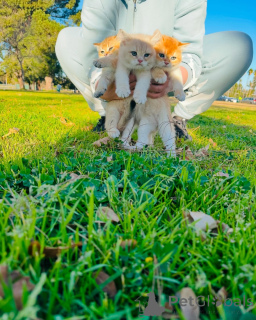 Zdjęcie №2 do zapowiedźy № 163493 na sprzedaż  kot brytyjski krótkowłosy - wkupić się Szwajcaria ze schronu