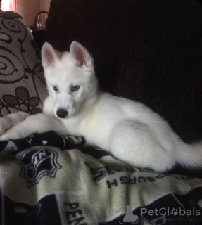 Zdjęcie №3. Gotowy na przypływ miłości? Poznaj naszego uroczego szczeniaka husky, który. Australia