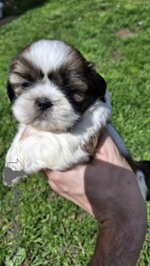 Zdjęcie №3. Purebred Shi-Tzu Szczenięta. Litwa