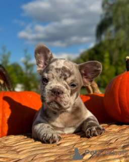 Zdjęcie №3. Francuskie buldogi do adopcji. Niemcy