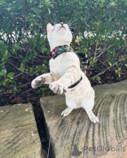 Zdjęcie №2 do zapowiedźy № 152739 na sprzedaż  kot bengalski - wkupić się Szwajcaria prywatne ogłoszenie