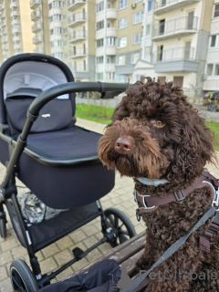 Zdjęcie №2 do zapowiedźy № 144856 na sprzedaż  labradoodle - wkupić się USA hodowca