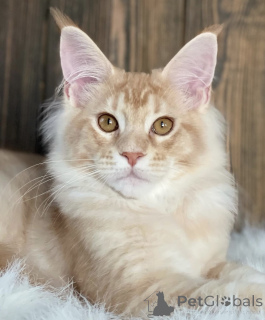 Zdjęcie №2 do zapowiedźy № 163466 na sprzedaż  maine coon - wkupić się Niemcy hodowca