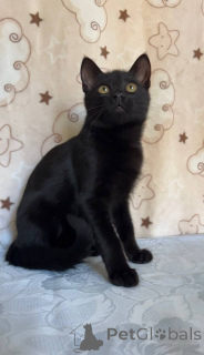 Zdjęcie №3. Ładny kot Mystic. Białoruś