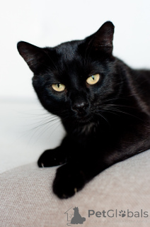 Zdjęcie №4. Sprzedam  w Mińsk.  - cena - Bezpłatny