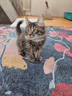 Zdjęcie №3. Chatons de race Forêt Norvégienne à vendre. Francja