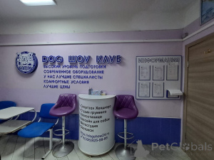 Zdjęcie №3. Hotel kotów w Federacja Rosyjska