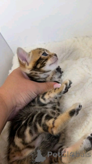 Zdjęcie №1. kot bengalski - na sprzedaż w Monachium | 2535zł | Zapowiedź № 155537