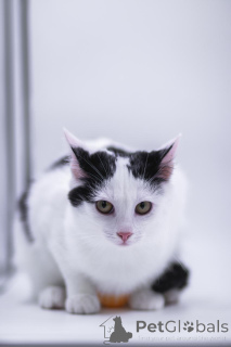 Zdjęcie №2 do zapowiedźy № 155317 na sprzedaż   - wkupić się Federacja Rosyjska prywatne ogłoszenie