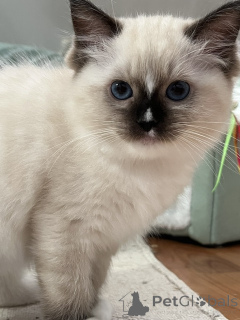 Zdjęcie №1. ragdoll - na sprzedaż w Limbourg | Bezpłatny | Zapowiedź № 172456